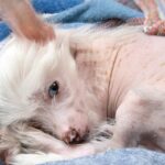 perro con manchas naturales en su piel