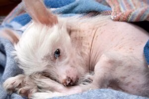 perro con manchas naturales en su piel