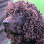 perro de agua irlandes color higado