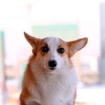 perro despues de hacer una trastada