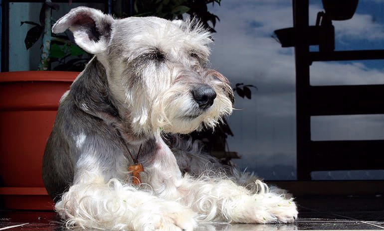 perro-durmiendo-bajo-el-sol
