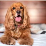 perro en la cama