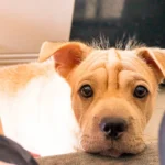 perro esperando para dar mordisquitos