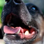 perro esperando para lamer