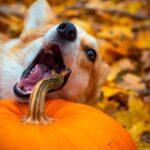 perro mordiendo una calabaza