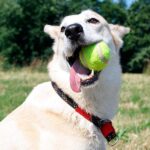perro mordiendo una pelota de tenis