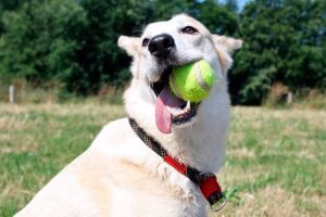 perro mordiendo una pelota de tenis