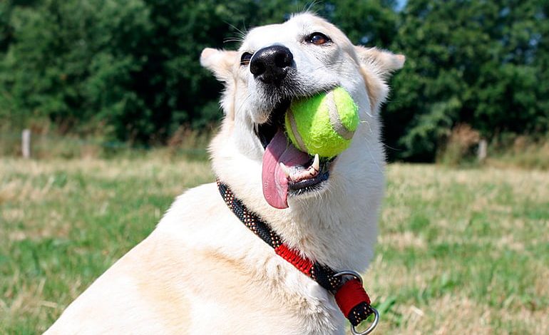 perro mordiendo una pelota de tenis