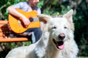 perro tomando el sol