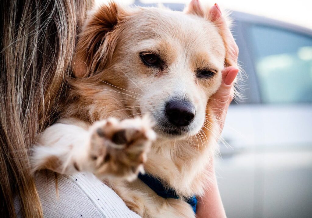 preparando al perro para un viaje en coche