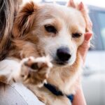 preparando al perro para un viaje en coche