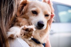 preparando al perro para un viaje en coche
