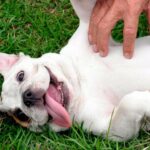rascando a mi perro