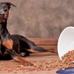 Doberman con comida