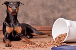 Doberman con comida