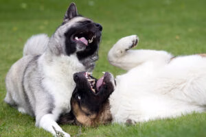 dos perro macho jugando