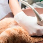 ecografia a perro para localizar la hernia de hiato