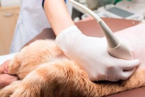 ecografia a perro para localizar la hernia de hiato