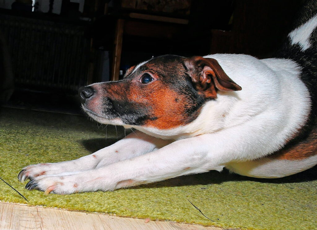 perro adulto estirado