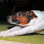 perro adulto estirado