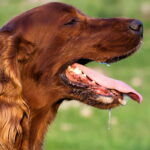 perro babeando