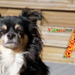 perro chihuahua junto a logo de vitamina a