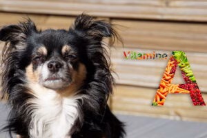 perro chihuahua junto a logo de vitamina a