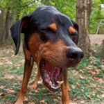 perro con arcadas para vomitar