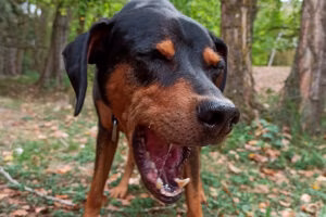 perro con arcadas para vomitar
