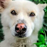 perro con la nariz descamada