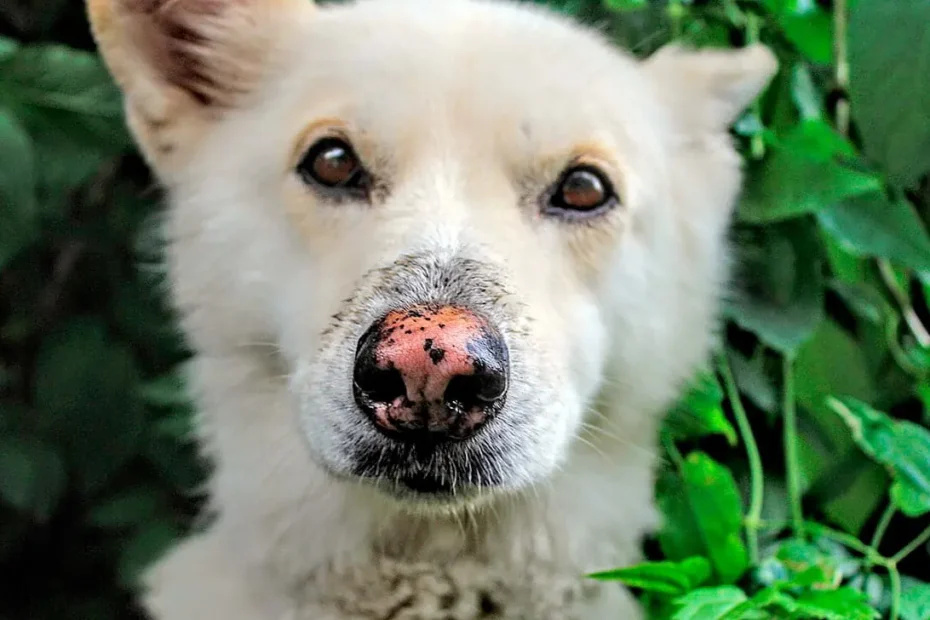 perro con la nariz descamada