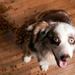 perro junto a su saco de comida