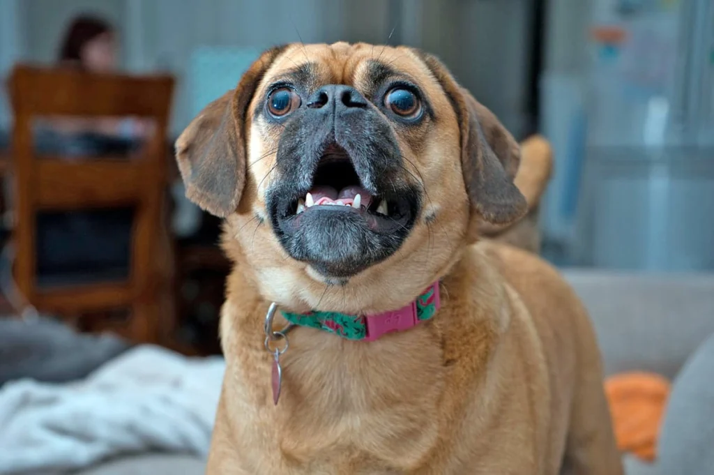 perro ladrando en casa