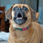 perro ladrando en casa