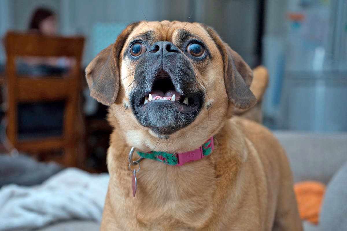 perro ladrando en casa