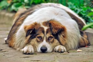 perro muy obeso