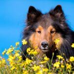 perro rodeado de flores con polen