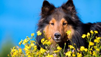 perro rodeado de flores con polen