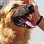 perro saludando a un humano
