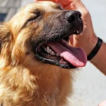 perro saludando a un humano