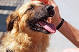 perro saludando a un humano