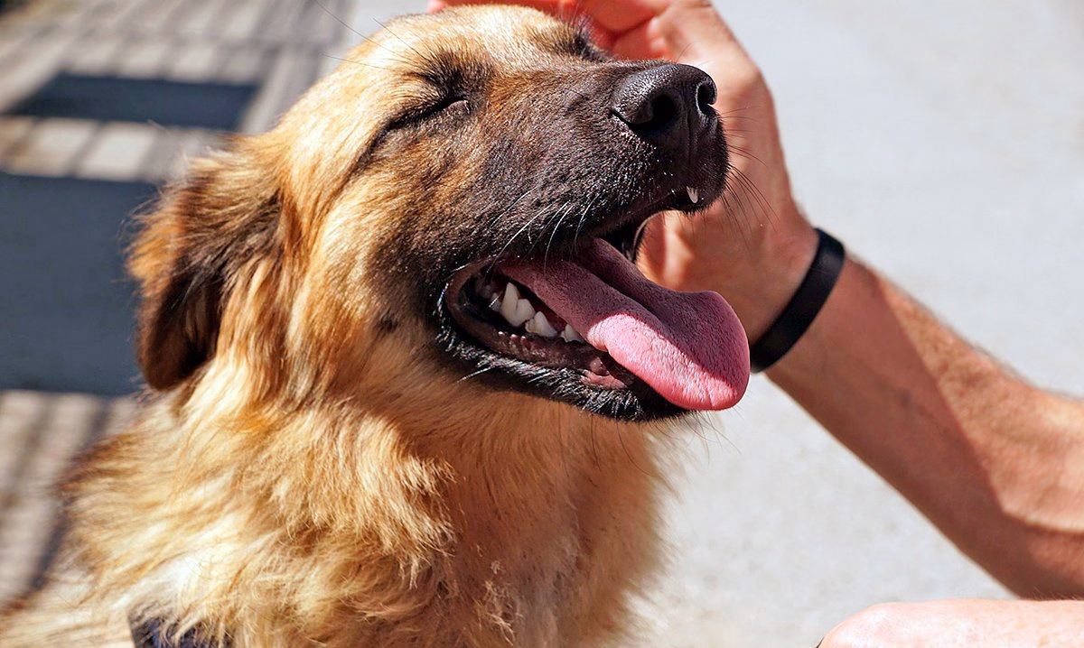 perro saludando a un humano