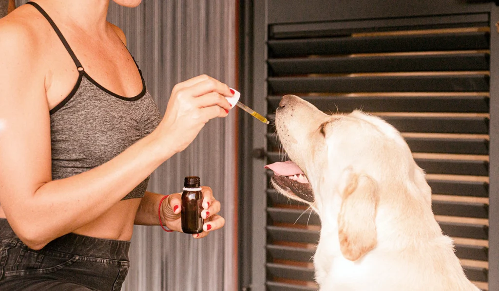 perro tomando vitaminas