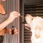 perro tomando vitaminas