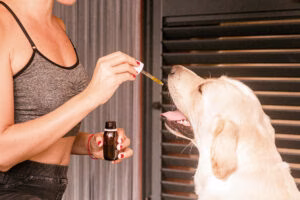 perro tomando vitaminas
