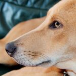 perro tumbado sobre el sofa