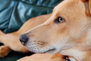 perro tumbado sobre el sofa