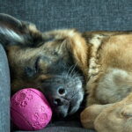 Pastor Aleman durmiendo en el sofa