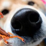 alacran junto al hocico de un perro