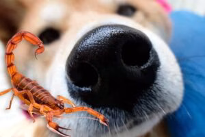 alacran junto al hocico de un perro